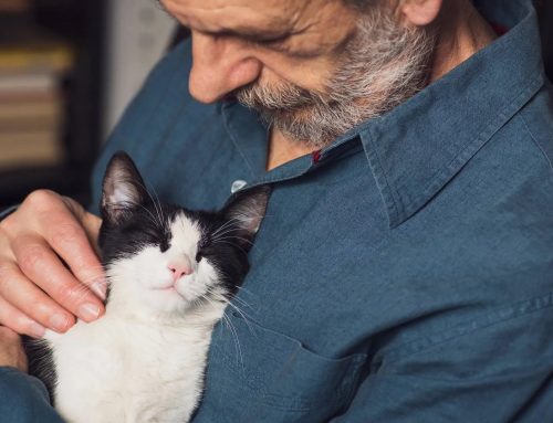 The Impact of Pets on Senior Health